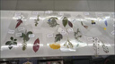 皓梵潔植物標本樹(shù)葉標本葉子書(shū)簽干花diy干樹(shù)葉材料成品手工干花裝飾 12枚樹(shù)葉標本【款式不重復】 曬單實(shí)拍圖