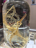 喜碧（Scybe）泡酒容器 密封罐10斤裝泡酒專(zhuān)用瓶泡菜壇子泡酒瓶腌菜瓶潘多拉5L 曬單實(shí)拍圖