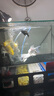 客廳家用中小型魚缸帶過濾超白玻璃金魚缸底濾一體溪流缸水族箱 60厘米底濾一體溪流缸+濾材+底吸泵+架燈 曬單實拍圖