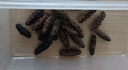 宮品 海管家 大連淡干海參 有機(jī)認(rèn)證 底播放養(yǎng)遼刺參 15-25只 200g*1盒 大海參王 曬單實拍圖
