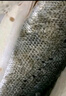 冰鮮白蕉海鱸魚(yú)450g-550g/條 曬單實(shí)拍圖