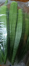 新鮮水果秋葵蔬菜新鮮現摘現發(fā)當季蔬菜生鮮涼拌好物減肥瘦身 現摘水果秋葵 2斤 曬單實(shí)拍圖