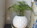 文竹盆栽植物室內(nèi)辦公室綠植花卉盆栽盆景四季常青小盆栽 文竹3盆【高度15-20厘米】 曬單實(shí)拍圖