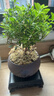 開(kāi)時(shí)果 小葉赤楠盆景擺件 辦公室桌面綠植花卉好養盆栽植物源頭直發(fā)包郵 【推薦款】舍得紫砂盆+苔蘚+底座 曬單實(shí)拍圖