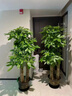 Only you【兩小時(shí)達】發(fā)財樹(shù)金錢(qián)樹(shù)綠蘿大綠植物組合盆栽公司門(mén)口開(kāi)業(yè)喬遷 金錢(qián)樹(shù)一對 曬單實(shí)拍圖