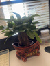 發(fā)財樹(shù)盆栽花卉綠植物室內客廳清新空氣好養活招財中式金錢(qián)樹(shù)盆景 A級三桿發(fā)財樹(shù)(財源滾滾陶瓷盆)送肥料 曬單實(shí)拍圖