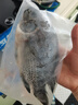 GUO LIAN國聯(lián)水產(chǎn)三去羅非魚(yú)4條共2.8斤凈重非洲鯽魚(yú)水產(chǎn)生鮮食材源頭直發(fā) 曬單實(shí)拍圖