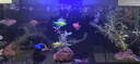 【順豐快速發(fā)貨】3-5CM彩色天使魚 群游觀賞魚淡水活體小型魚好養(yǎng) 10條（紅黃白綠紫）含2條備損 下單送飼料丨順豐包郵發(fā)貨 曬單實(shí)拍圖