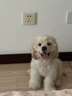 醫仕高化毛膏狗狗專(zhuān)用寵物去毛排毛犬用吐毛膏柴犬泰迪幼犬美毛營(yíng)養膏 【強效化毛】化毛膏+贈復合維生素B 曬單實(shí)拍圖