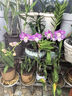 CLITON電動(dòng)紅酒開(kāi)瓶器充電式家用全自動(dòng)開(kāi)紅酒器啟瓶器倒酒器5合1套裝 曬單實(shí)拍圖