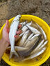 釣魚王地獄貓昆蟲蛋白魚餌秋冬腥香黑水虻幼蟲餌料鯽鯉通用餌腥+香共2包 曬單實拍圖
