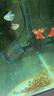 淘歌（TG） 魚缸造浪泵 單頭吸盤 家用打浪泵 造流吹魚糞打浪器循環(huán)推水機 曬單實拍圖