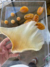 胖東來(lái)品質(zhì)特大魚(yú)翅干 干貨海狗翅海翅干 干干 干浦魚(yú)翅天鰩魚(yú)大 特大海狗翅(約5片)半斤(250g) 曬單實(shí)拍圖