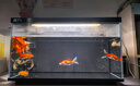 當(dāng)貝智能生態(tài)魚缸1Ultra 一體缸自循環(huán)雙過(guò)濾AI托養(yǎng)懶人家用桌面魚缸 曬單實(shí)拍圖