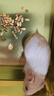 家養金絲熊小倉鼠精選虎紋眼圈奶牛熊米熊倉鼠活體寵物巨型蒼鼠 金絲熊 母 曬單實(shí)拍圖