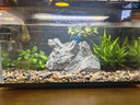 米家（MIJIA）智能生態(tài)魚(yú)缸定時(shí)喂食智能魚(yú)缸+畫(huà)法幾何增氧泵套裝 曬單實(shí)拍圖