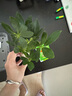 慎思苑水培鴨腳木盆栽四季水培植物室內(nèi)好養(yǎng)辦公室綠植玻璃瓶水養(yǎng)鴨掌木 鴨腳木一顆 曬單實拍圖