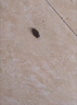 黑旋風(fēng)蟑螂藥殺蟑餌劑家用非無(wú)毒滅除蟑螂屋連環(huán)殺屋貼膠餌誘殺蟑螂22個(gè) 曬單實(shí)拍圖
