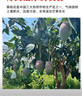 京鮮生 攀枝花凱特芒果 凈重8.5斤 帶箱9斤 單果500g+ 生鮮水果源頭直發(fā) 曬單實(shí)拍圖