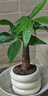 京云夢(mèng)發(fā)財(cái)樹(shù)小盆栽花卉辦公室綠植招財(cái)送禮單桿發(fā)財(cái)樹(shù)甜甜圈源頭直發(fā) 曬單實(shí)拍圖