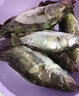 谷道香主攻鱖魚(yú)餌料桂魚(yú)桂花魚(yú)小藥野釣泡路亞軟餌假餌誘魚(yú)添加劑神器1瓶【試用裝】空軍包退 曬單實(shí)拍圖