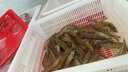 曉吸無籽麒麟瓜 4kg 曬單實(shí)拍圖
