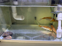 憨憨樂(lè )園蛋白棉水族魚(yú)缸專(zhuān)用過(guò)濾材料除腥臭去黃水克星污力丸凈水神器 曬單實(shí)拍圖