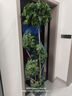 植男植女幸福樹造型綠寶盆栽綠色植物客廳室內(nèi)大型綠植辦公室喬遷源頭直發(fā) 曬單實拍圖