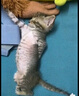 賣(mài)魚(yú)郎先生真海釣帶魚(yú)段無(wú)冰凈重2斤6-8段 四指寬中段特大號刀魚(yú)生鮮 魚(yú)類(lèi) 曬單實(shí)拍圖