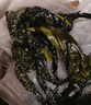 5斤新鮮鹽漬裙帶菜葉嫩苗海白菜海帶芽半干貨火鍋食材燙三秒商用 鹽漬裙帶菜葉1斤 曬單實(shí)拍圖
