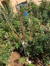 鼎曳山楂樹(shù)大苗庭院種植果樹(shù)苗山楂樹(shù)老樁盆栽地栽花園景觀大樹(shù)果樹(shù)苗 山楂樹(shù)4公分粗 曬單實(shí)拍圖