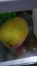 當季彩虹貴妃芒芒果新鮮9斤水果當季整箱樹(shù)上熟紅金玉青煌大芒果 精選中果【單果150g+】 5斤（凈重4.5左右） 曬單實(shí)拍圖