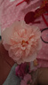 星恒夢(mèng)仿真小花朵混搭diy手工簪花頭飾材料包婚禮布置假花配件手作花環(huán) 彩色仿真花3-10cm【隨機20朵裝】 曬單實(shí)拍圖