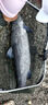 路亞鉗控魚(yú)器多功能不銹鋼便攜夾魚(yú)器控魚(yú)鉗防滑拿魚(yú)鉗抓魚(yú)器 中國(guó)紅（送失手繩） 曬單實(shí)拍圖