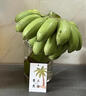 桃西村禁止蕉綠 水培禁止焦慮綠植小米蕉工位擺件可食用香蕉辦公室桌面8-9斤【一級帶桿小米蕉 3-4把】 曬單實(shí)拍圖