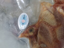 鄉公館現殺鮮活乳鴿五年老鴿農家散養土鴿子生鮮燒烤食材煲湯滋補鴿子肉 乳鴿900g/3只 曬單實(shí)拍圖
