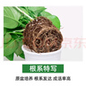 雙盟綠蘿盆栽除甲醛花卉綠植辦公室新房?jī)艋諝?80加侖4盆裝源頭直發(fā) 曬單實(shí)拍圖