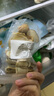爾婭貝【清心湯兒童】燈芯草雪梨海底椰麥冬火氣大口臭清火湯煲湯材料 燈芯草麥冬無(wú)花果蜜棗海底椰雪梨 [10包]高性?xún)r(jià)比 曬單實(shí)拍圖