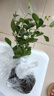 特價(jià)懶人水培綠植九里香綠蘿文竹室內易養凈化空氣花卉盆栽 九里香5顆【不含盆】土培水培皆可10-15cm 曬單實(shí)拍圖