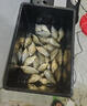 SHIMANO禧瑪諾25款雷刃臺釣竿LIMITED彩虹竿鯽魚(yú)竿黑坑路亞竿魚(yú)竿 3.6m 25款雷刃5H+360 曬單實(shí)拍圖