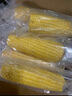 十月稻田 黃糯玉米 3.52斤(220g*8根) 25年新玉米 低脂粗糧 早餐 聯(lián)名款 曬單實(shí)拍圖