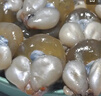 精品大號東海墨魚蛋寧波特產海鮮漁家新鮮淡味烏賊蛋大號目墨魚蛋 2盒墨魚蛋【250g/盒】 曬單實拍圖