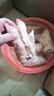【1斤1只】豬蹄超大帶筋新鮮豬蹄子豬腳豬手豬爪整只散養(yǎng)土豬 農(nóng)家散養(yǎng)土豬豬蹄 超大整只豬蹄5只【一斤一只】 曬單實拍圖