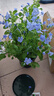 藍雪花大花苗爬藤植物陽(yáng)臺庭院四季開(kāi)花盆栽室內外鮮花卉盆景植物 【帶花苞】藍雪花180（加侖盆） 曬單實(shí)拍圖