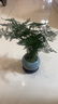 花行榜文竹盆栽植物花卉綠植 精品小文竹+藍瓷冰裂+底座+苔蘚源頭直發(fā) 曬單實(shí)拍圖