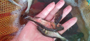 特大花鰱魚苗批發(fā)附近本地淡水鰱鳙活體魚苗冷水小魚觀賞魚大頭魚苗 花鰱魚苗7-9厘米20條【送10%防損】 曬單實拍圖