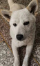 狗狗立耳貼神器大小型犬德牧邊牧柯基田園犬豎耳輔助器耳朵固定器 1盒試用裝 【輔助立耳】 曬單實(shí)拍圖