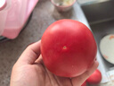 京鮮生沙瓤粉西紅柿 凈重3斤 單果100g+果菜兩吃 源頭直發(fā) 【搜生鮮館】 曬單實(shí)拍圖