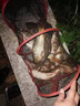 漁永記鉛墜子海竿海桿拋竿翻板爆炸鉤防掛底鉛墜遠投垂釣魚(yú)配件 鉛墜10克[10個(gè)裝] 曬單實(shí)拍圖