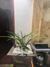 華香園蘭花 君荷 建蘭八大名品之一 蘭花苗 濃香型帶花苞辦公室內盆栽 君荷3苗連體裸根 帶花苞 曬單實(shí)拍圖